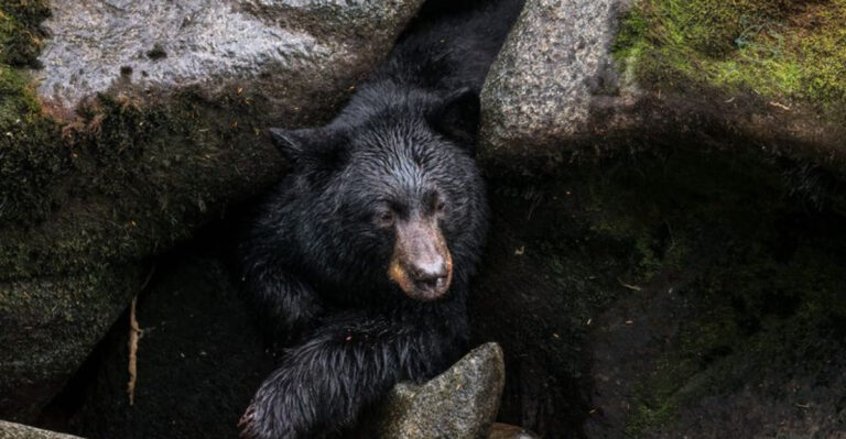 14 U.S. States With The Most Black Bears (And 3 With Few Or None)