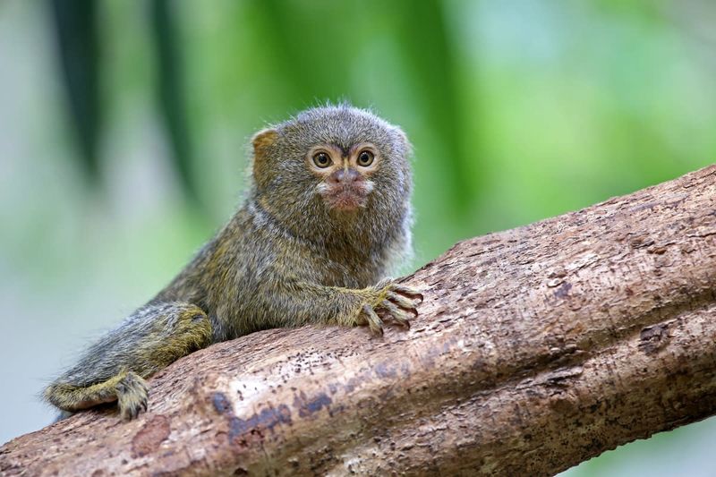 Pygmy Marmoset