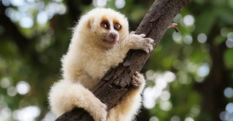 15 Adorable Endangered Animals That Need Our Help