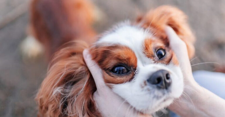 15 Affectionate Dog Breeds That Always Want Touch