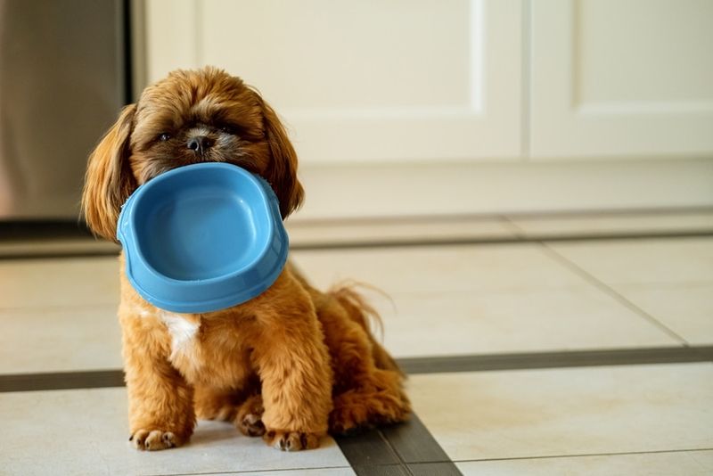 Dry Food Diet Impact