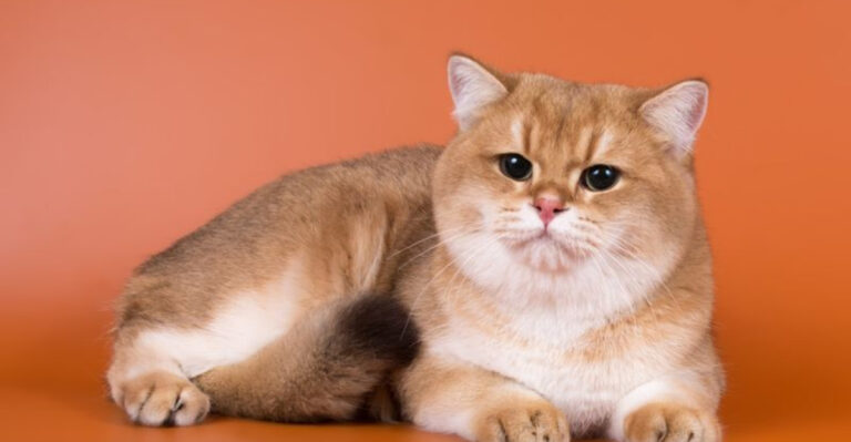 15 Amazing Facts About The British Shorthair Chinchilla Cat