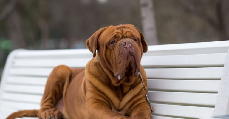 15 Amazing Facts About The Legendary Dogue De Bordeaux