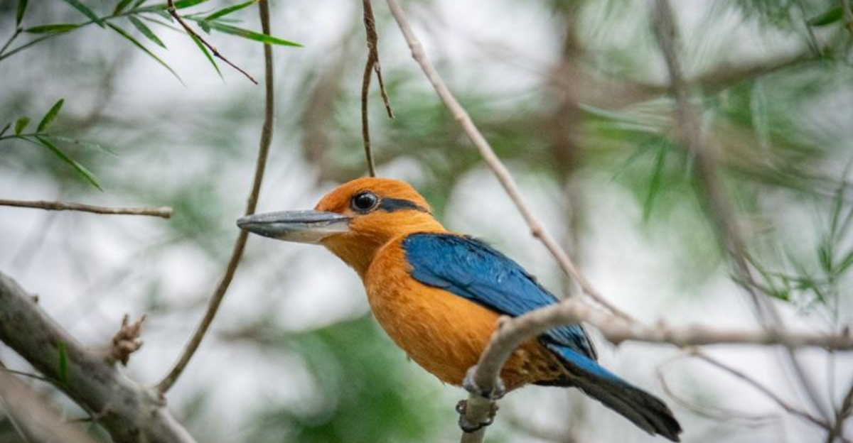 15 Amazing Facts About The Sihek Laying Eggs After 40 Years