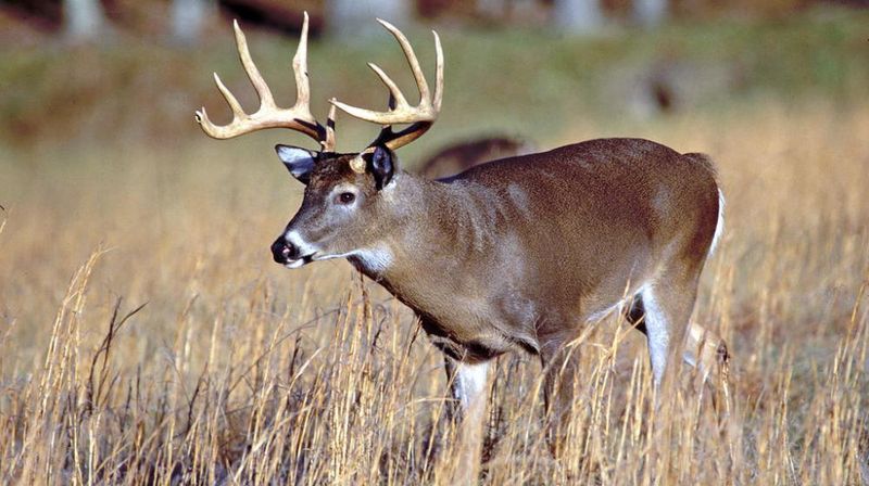 White-Tailed Deer: Forest Edges Galore