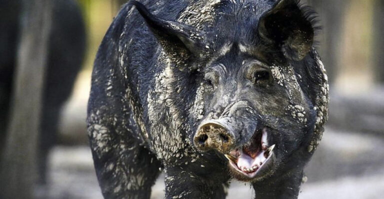 15 Animals That Are More Common Now Than 100 Years Ago (And Why That’s Not Always Good)