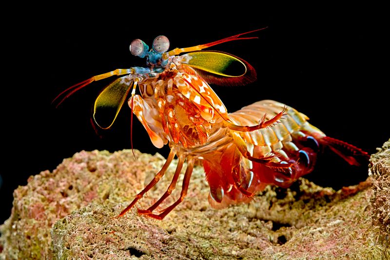 Mantis Shrimp