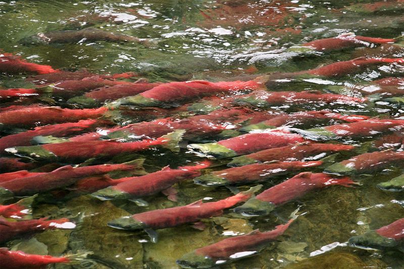 Pacific Salmon's Upstream Finale