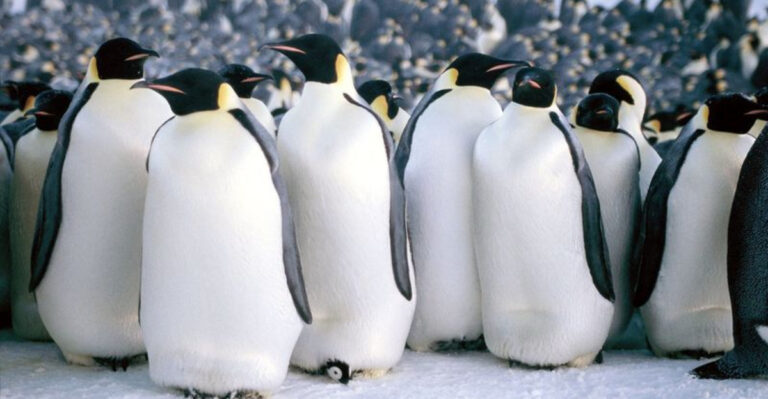 15 Animals That Complete Their Life Cycle After Birthing Offspring