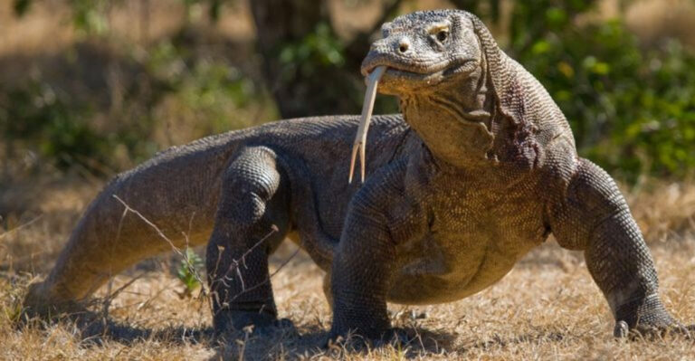15 Animals That Could Defeat An Orca