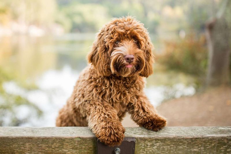 The Labradoodle's Fluffy Revolution