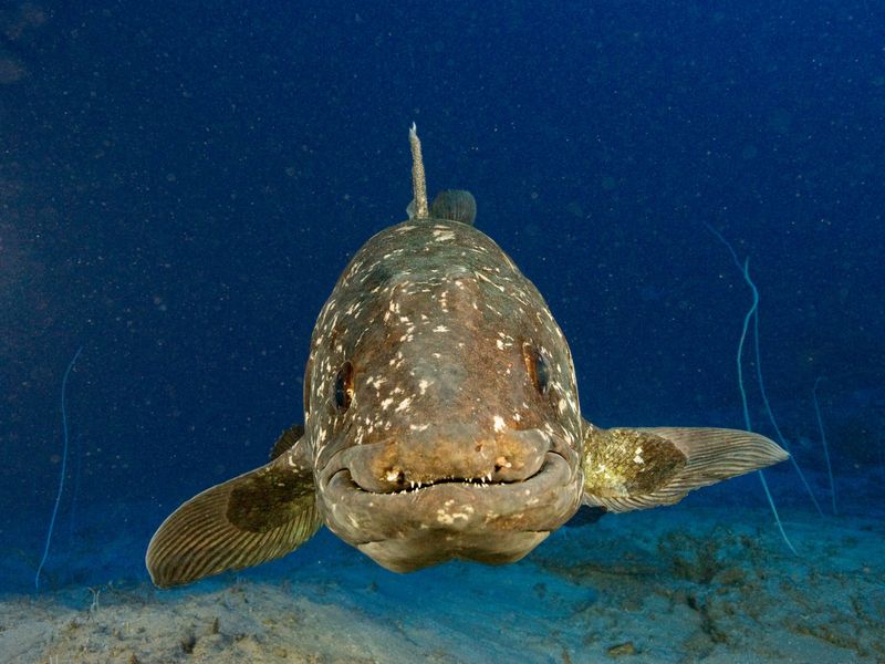 Living Fossils In The Deep