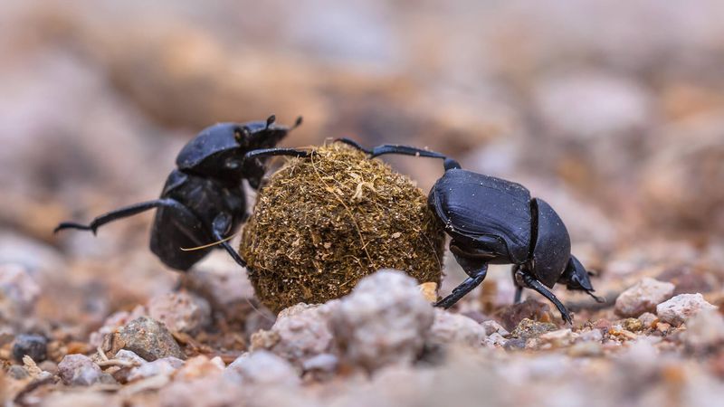 Dung Beetles: Nature's Recycling Champions