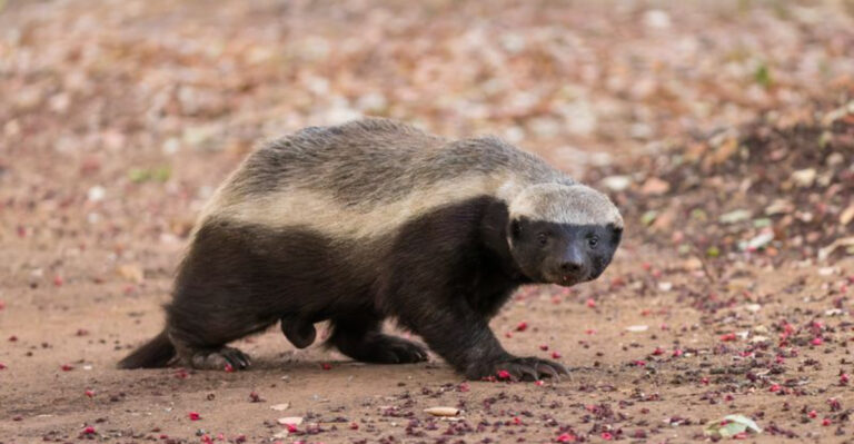 15 Animals That Would Probably Make It Through The End Of The World