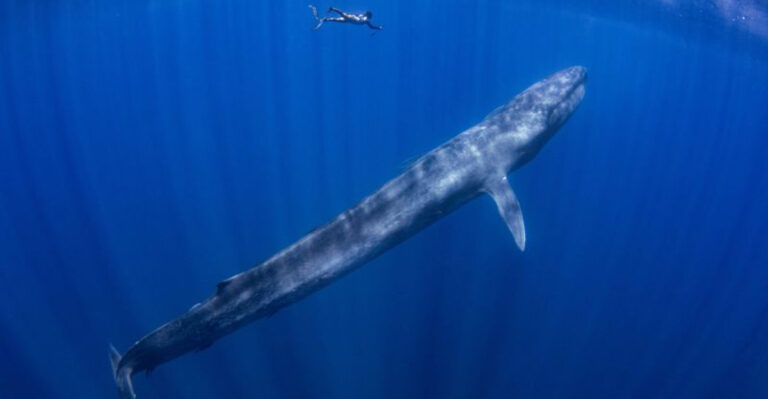 15 BIGGEST Underwater Creatures In The World