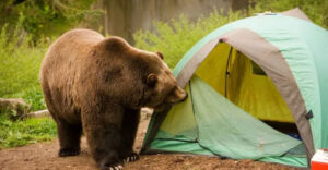 Wild camper using satellite communicator at campsite with forest backdrop