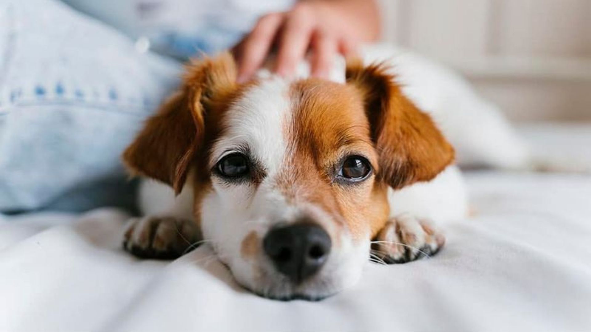 15 Behaviors Dogs Only Display When They Feel Settled