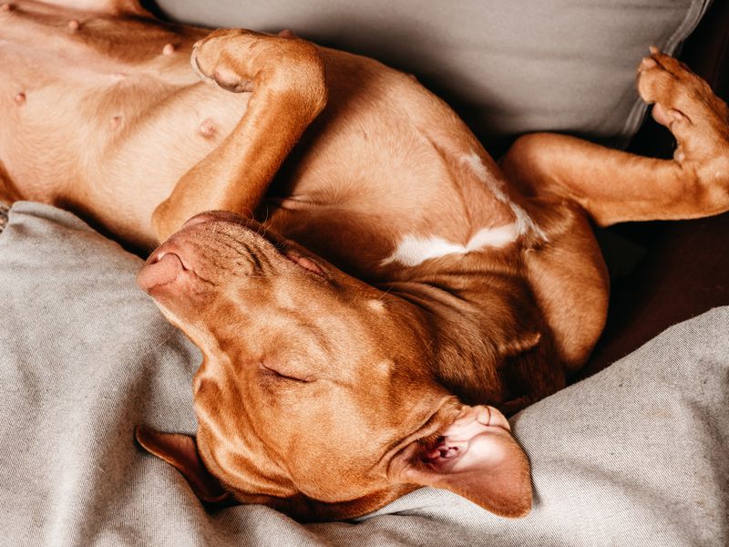 Belly-Up Napping