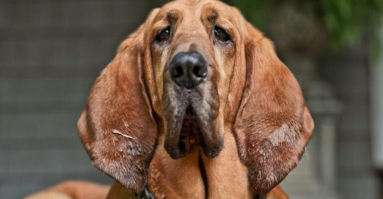 15 Behaviors That Prove Your Dog Has An Old Soul, According To Animal Experts