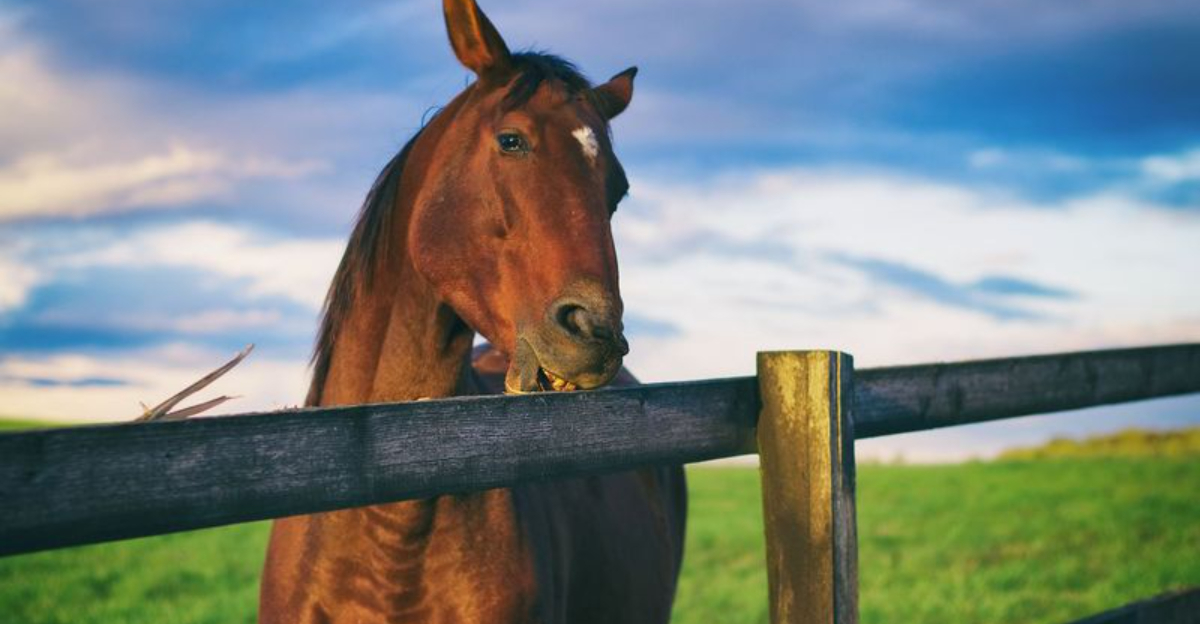 15 Behaviors That Reveal Anxiety In Horses