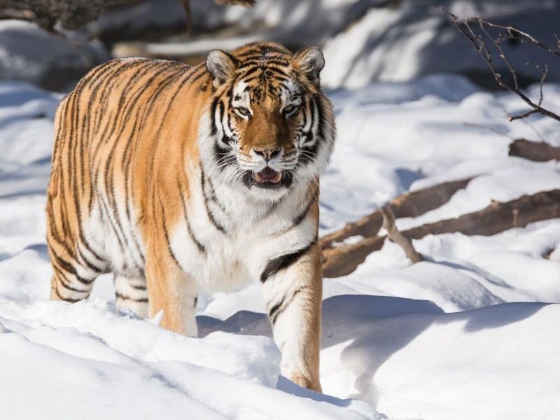 Siberian Tiger
