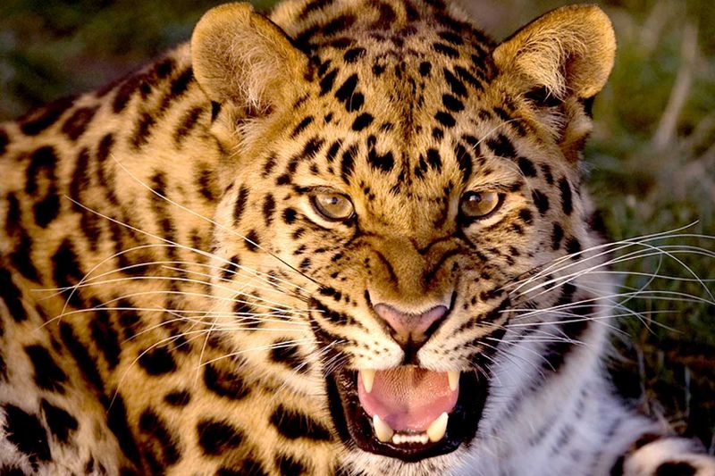 Amur Leopard