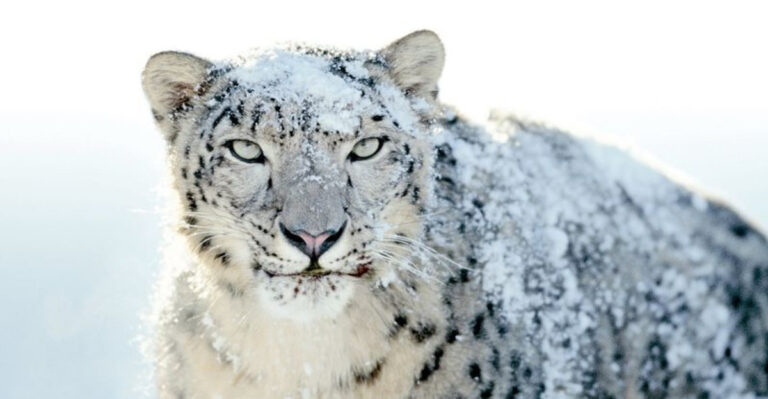 15 Big Cats That Are Facing Rapid Habitat Loss