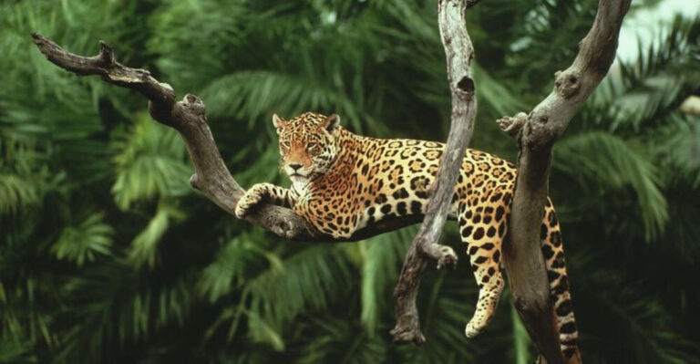 15 Big Cats That Are More Agile Than They Appear