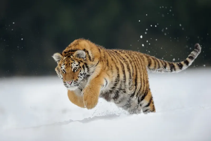 Amur Tiger