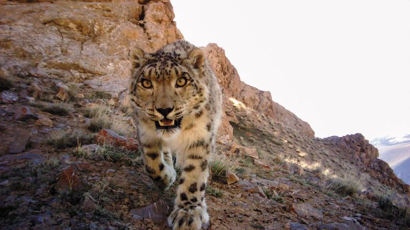 Shadow Walkers: Snow Leopards