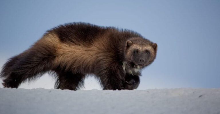 15 Big Mammals You Can Spot In Denali National Park