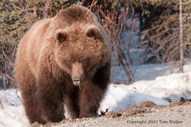 Grizzly Bear
