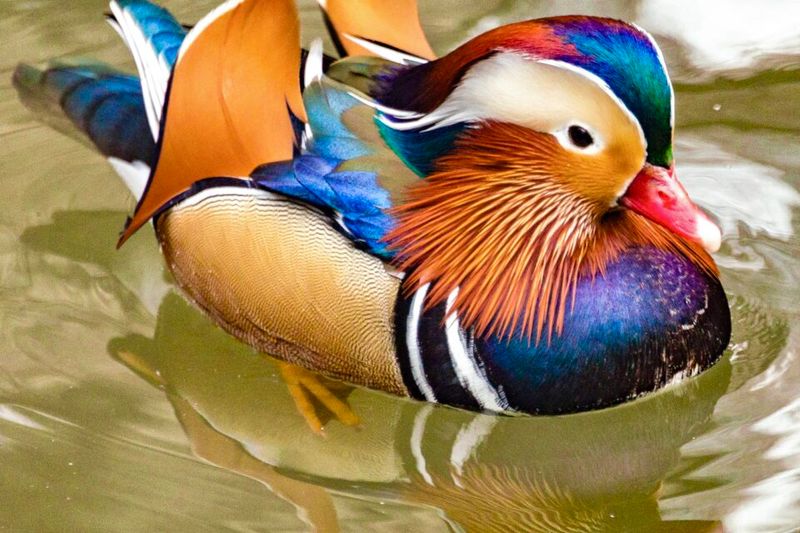 Mandarin Duck's Technicolor Dream