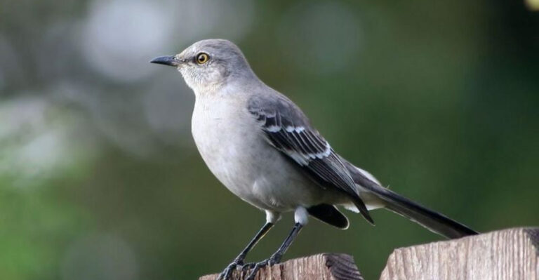 15 Birds You're Most Likely To Spot In Your State This Summer