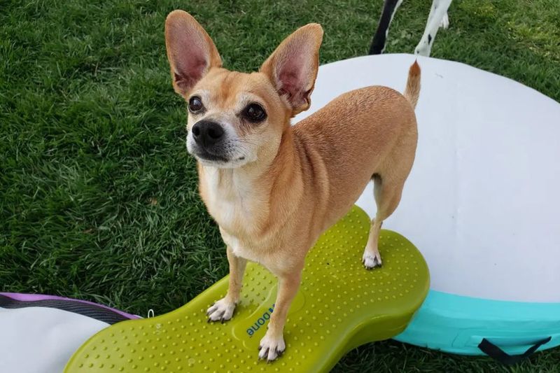 Chihuahua