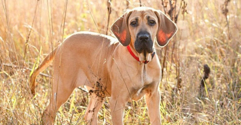 15 Brave Dog Breeds That Fear Nothing