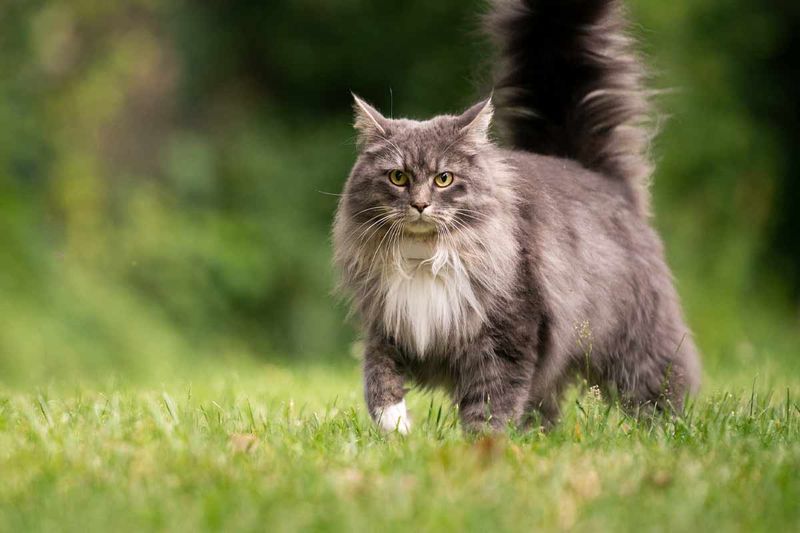 Maine Coon: America's Gentle Giant