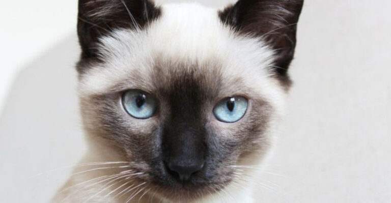 15 Cat Breeds Most Admired By U.S. Collectors (And What Sets Them Apart)