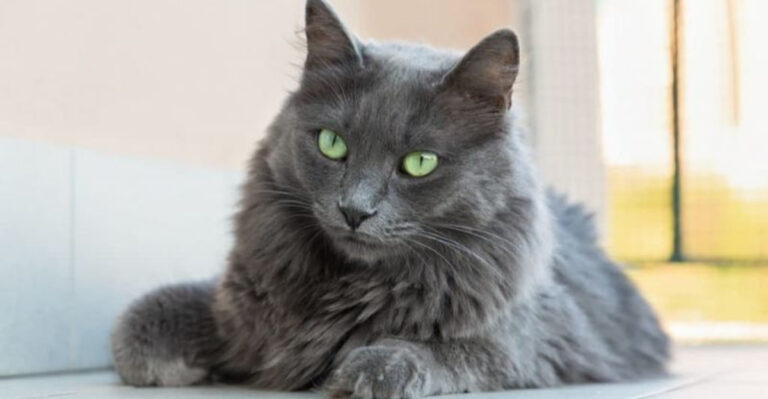 15 Cat Breeds That Are In Tune With Your Feelings