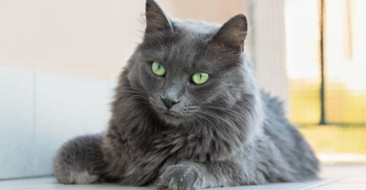 15 Cat Breeds That Are In Tune With Your Feelings