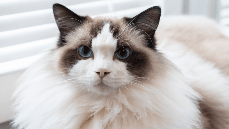 Ragdoll: The Gentle Giant