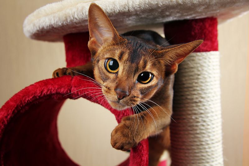 Abyssinian