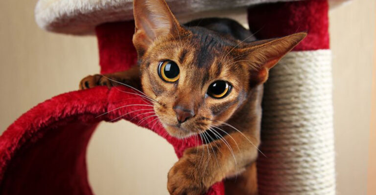 15 Cat Breeds That Are Surprisingly Intelligent