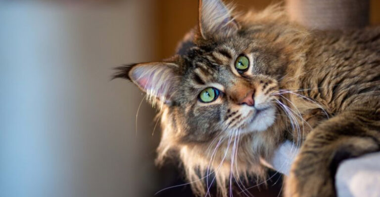 15 Cat Breeds That Offer Steady Love Without Constant Closeness
