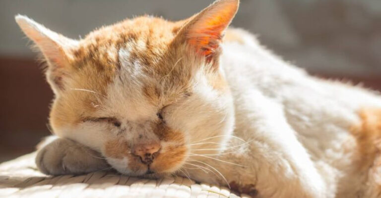 15 Changes Cats Go Through With Age And How To Adapt