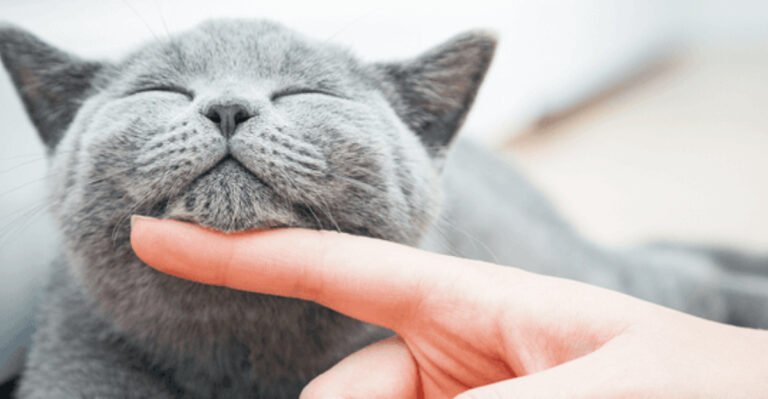 15 Clues Your Cat Has Exceptional Emotional Intelligence, According To Experts