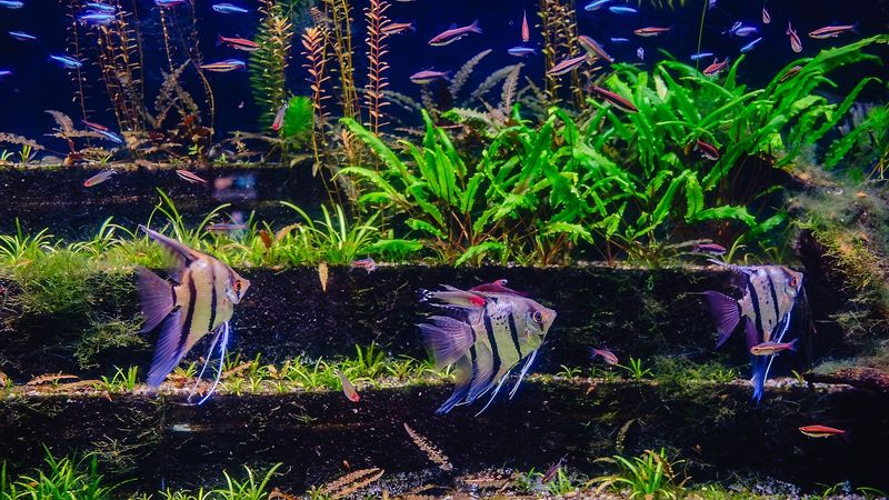 Cichlids and Tetras