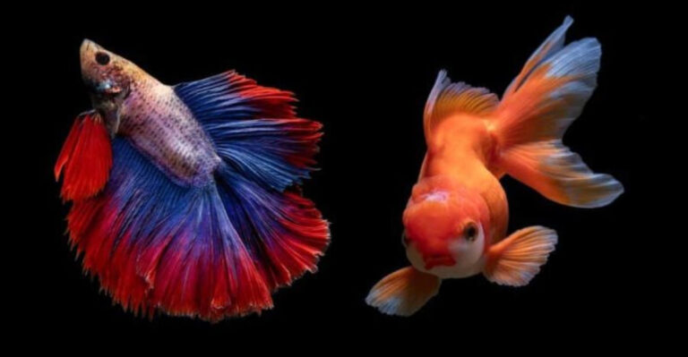15 Common Tank Mates That Don’t Get Along (And What To Choose Instead)
