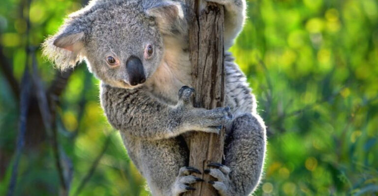 15 Common Threats Koalas Face And How National Wild Koala Day Brings Awareness