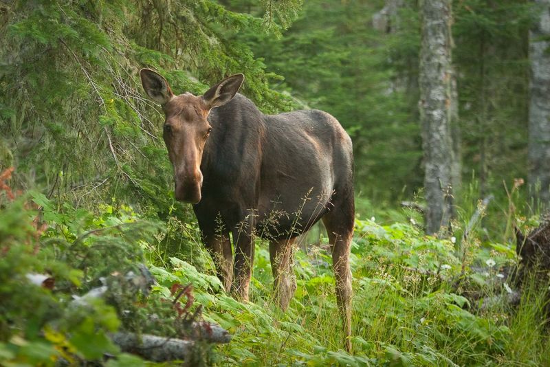 Isle Royale National Park, Michigan